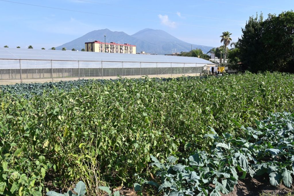 Coltivare Legalità, le aziende agricole targate Coldiretti di Napoli Est raccontano le eccellenze