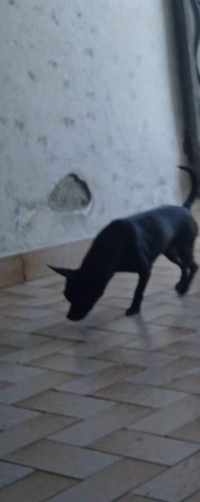 Avella, smarrita la cagnolina Leyla: appello dei proprietari Avella, smarrita la cagnolina Leyla: appello dei proprietari