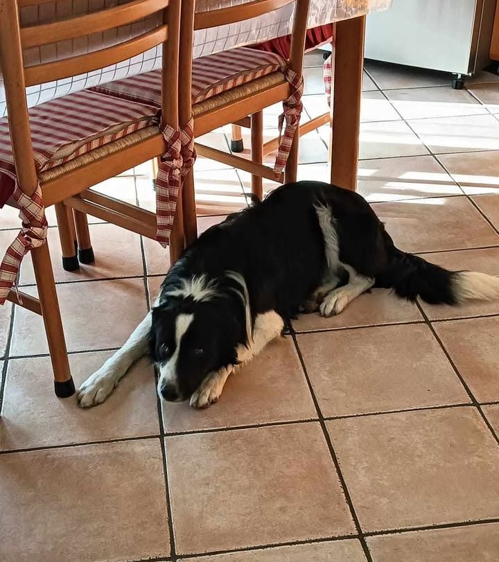 S.O.S. 4 Zampe – AVELLA, si è smarrito “Ade” in zona San Nazzaro S.O.S. 4 Zampe – AVELLA, si è smarrito “Ade” in zona San Nazzaro