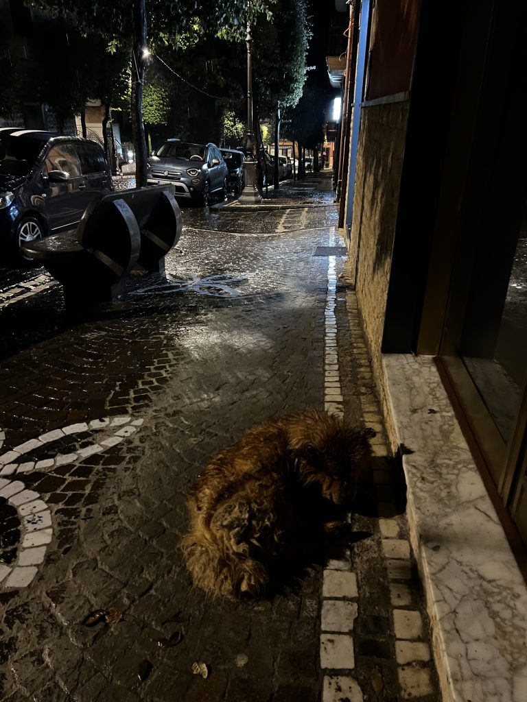 Mugnano, cane abbandonato davanti a uno studio veterinario: segnalazione e appello alle autorità Mugnano, cane abbandonato davanti a uno studio veterinario: segnalazione e appello alle autorità