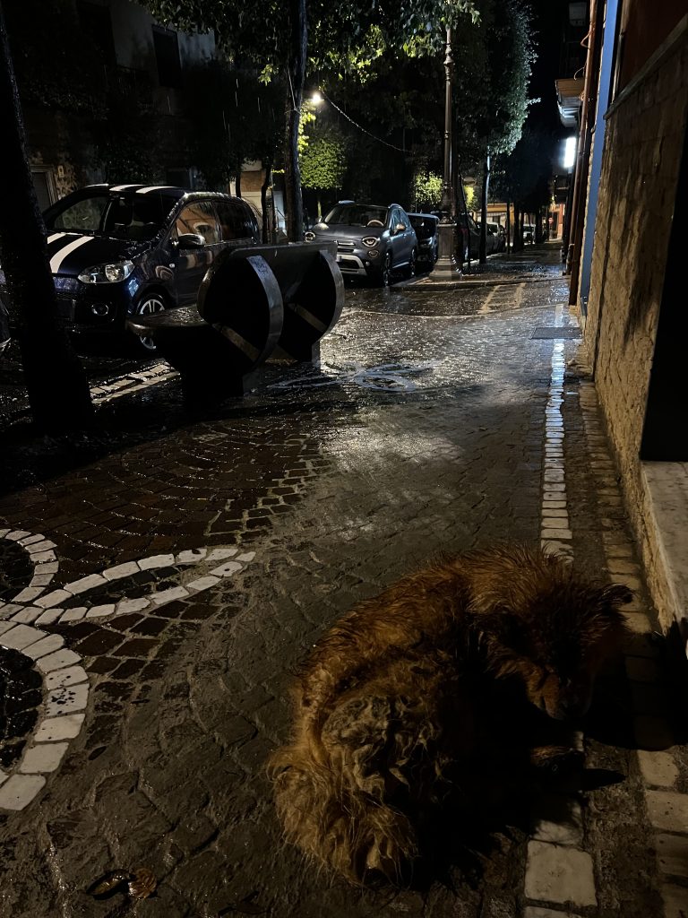 Mugnano, cane abbandonato davanti a uno studio veterinario: segnalazione e appello alle autorità