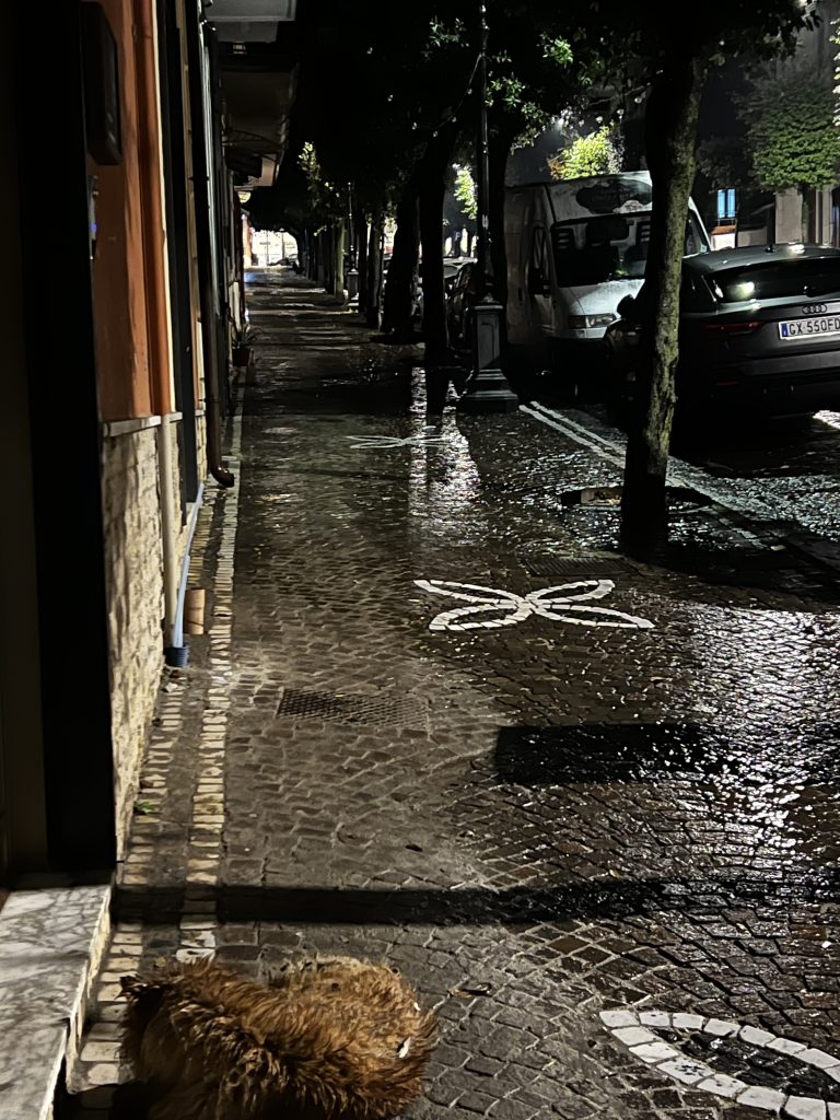 Mugnano, cane abbandonato davanti a uno studio veterinario: segnalazione e appello alle autorità