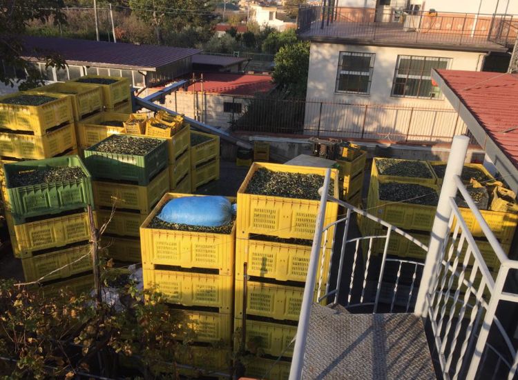 Baiano – Il Frantoio De Laurentiis celebra 50 anni di storia e tradizione olearia