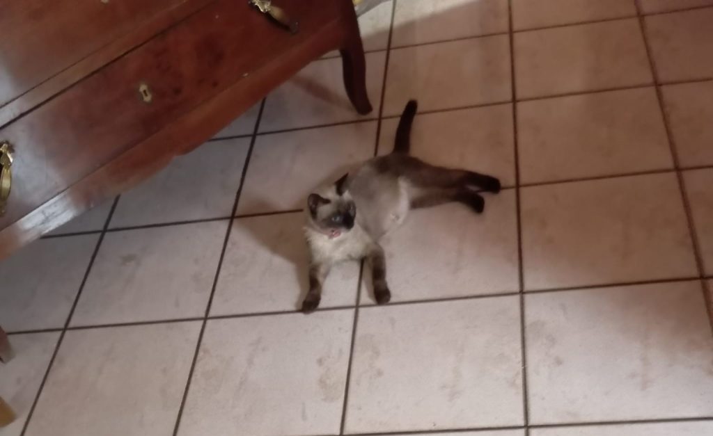 SOS 4 ZAMPE. Avella, smarrita gattina siamese: l’appello della famiglia di Vico Borselli