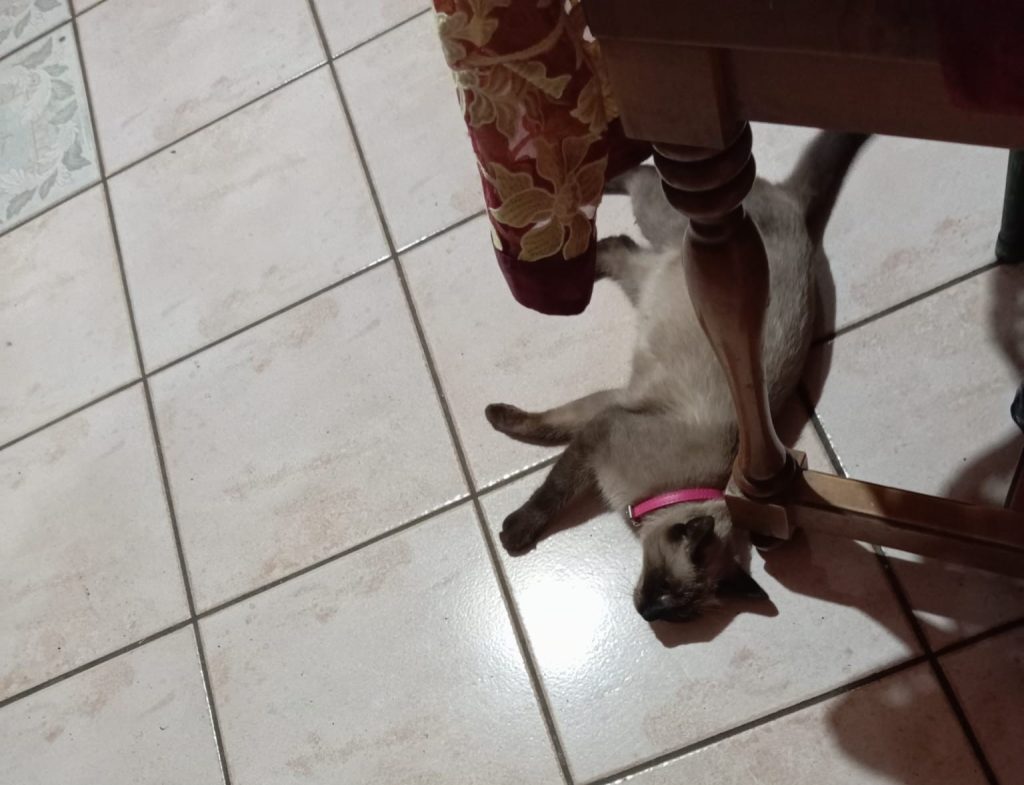 SOS 4 ZAMPE. Avella, smarrita gattina siamese: l’appello della famiglia di Vico Borselli