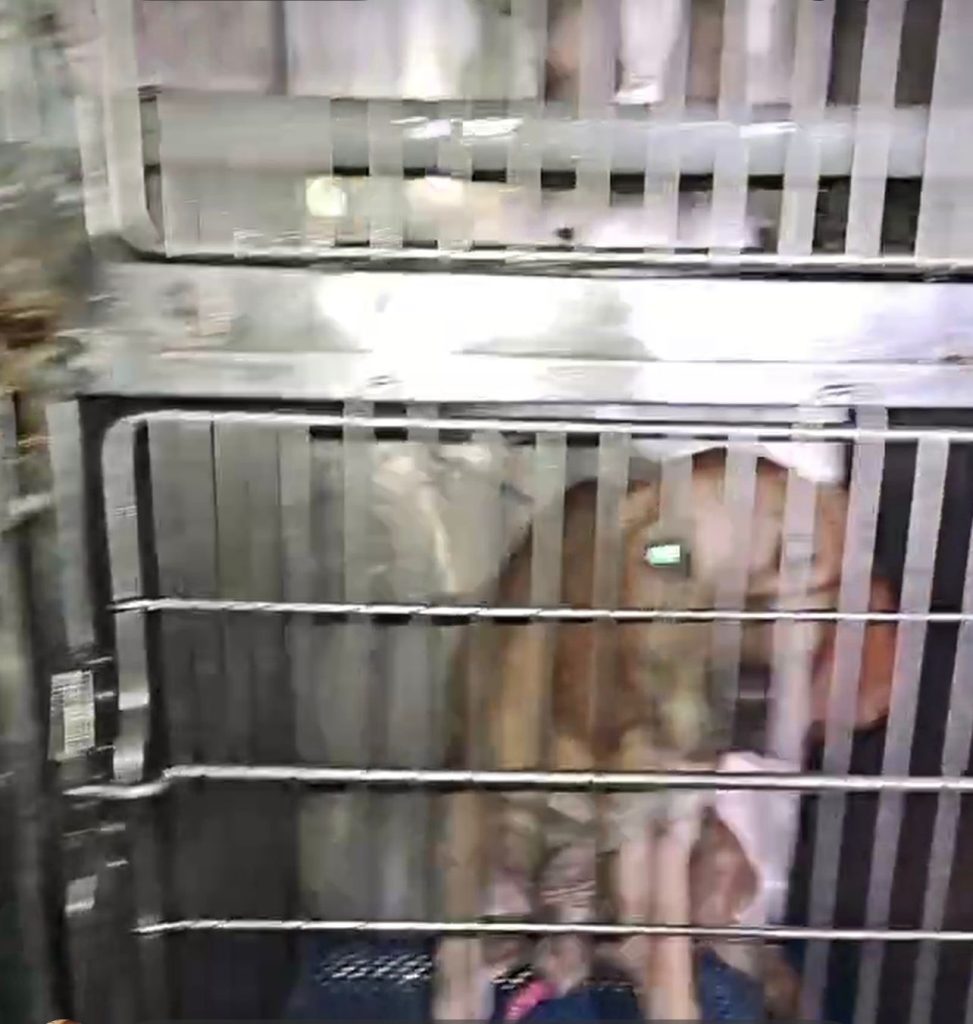 Baiano, intervento dell’attivista Enrico Rizzi: recuperati alcuni cani in condizioni precarie.