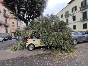 Bagnoli, albero crolla sulle auto in sosta lungo Viale Campi Flegrei: paura ma nessun ferito