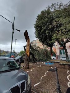 Bagnoli, albero crolla sulle auto in sosta lungo Viale Campi Flegrei: paura ma nessun ferito
