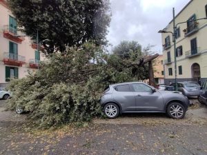 Bagnoli, albero crolla sulle auto in sosta lungo Viale Campi Flegrei: paura ma nessun ferito