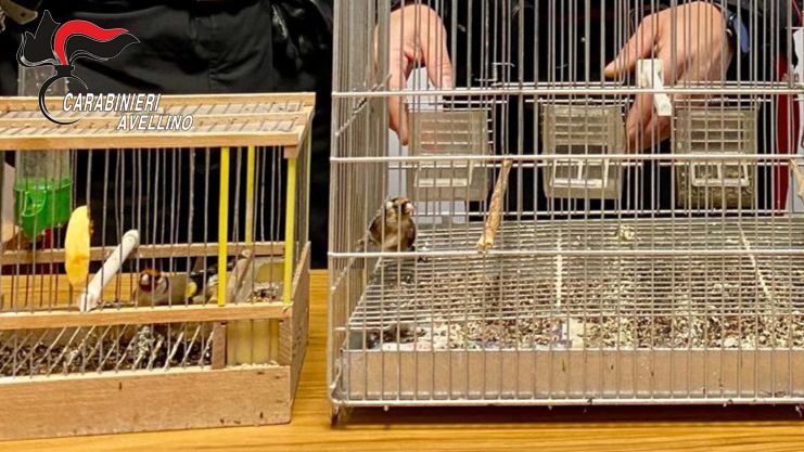 Solofra (AV) – Carabinieri denunciano 40enne per detenzione illegale di fauna protetta