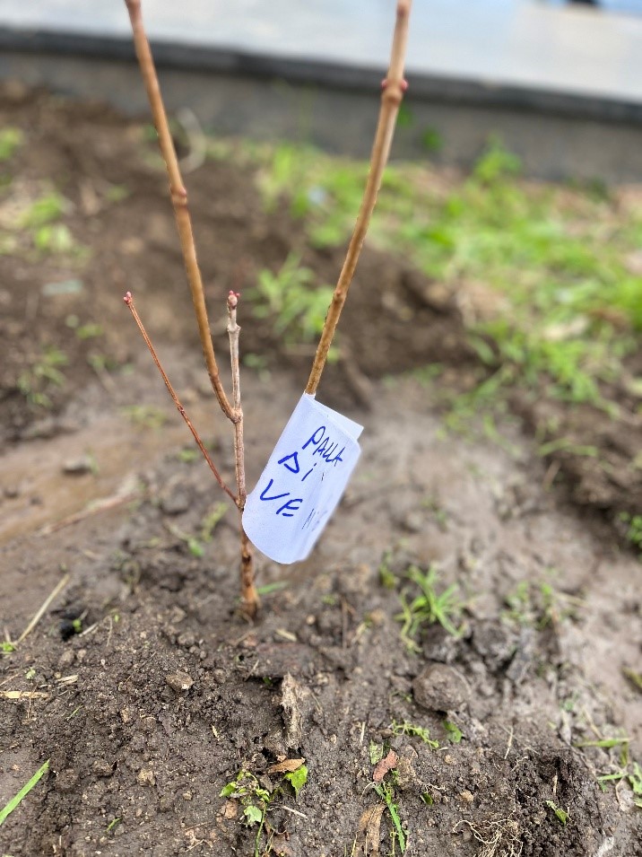 Sirignano celebra la Giornata dell’Albero: gli alunni della Manzoni protagonisti di un gesto che lascia radici nel futuro