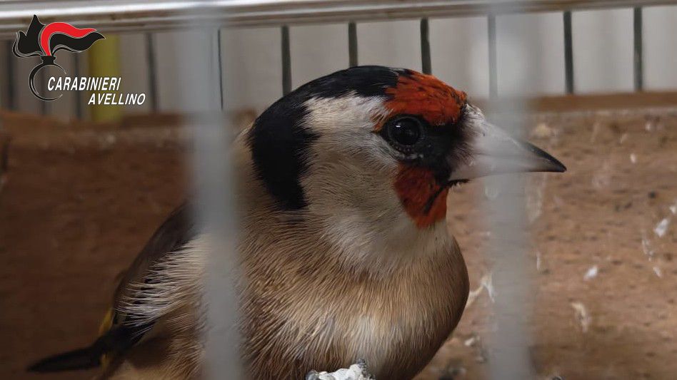 Solofra (AV) – Carabinieri denunciano 40enne per detenzione illegale di fauna protetta Solofra (AV) – Carabinieri denunciano 40enne per detenzione illegale di fauna protetta