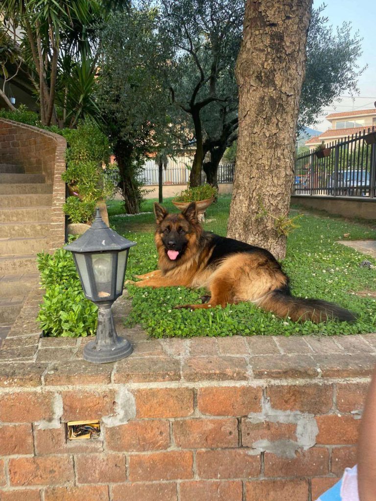 Avella, scomparso un pastore tedesco in zona Fusaro: appello dei proprietari