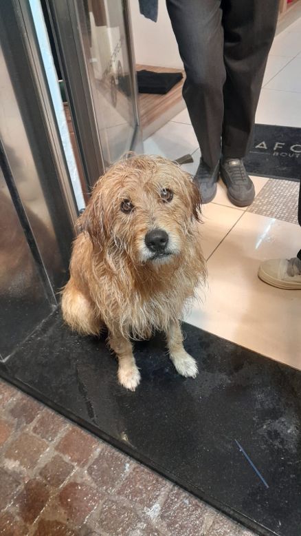 Miracolo di Natale a Sant’Anastasia, Claire la cagnolina che vagabondava sotto la pioggia trova una nuova casa, salvata grazie a Polizia Municipale e volontari