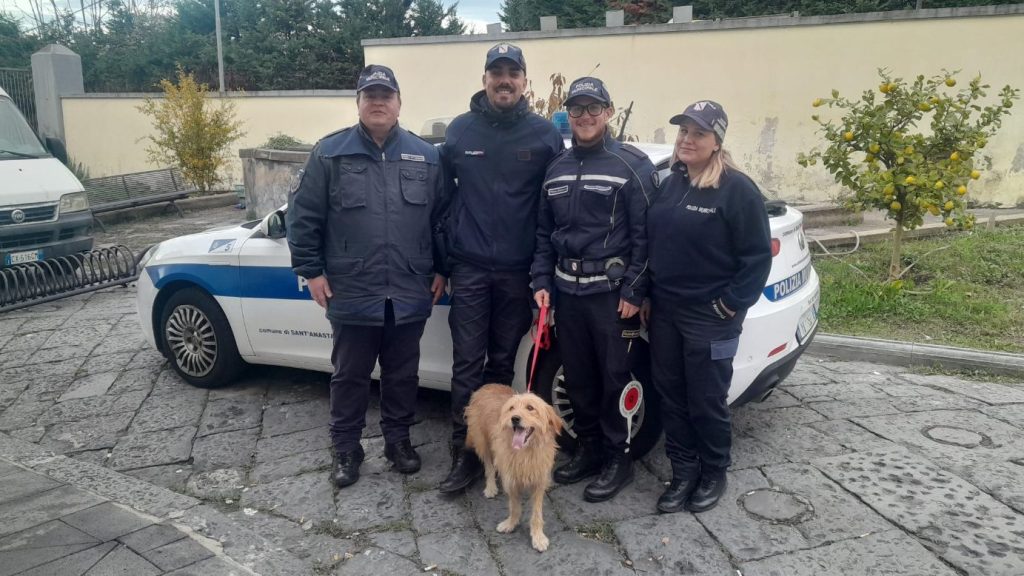 Miracolo di Natale a Sant’Anastasia, Claire la cagnolina che vagabondava sotto la pioggia trova una nuova casa, salvata grazie a Polizia Municipale e volontari