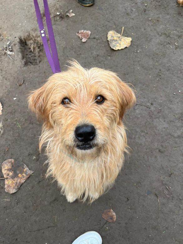 Miracolo di Natale a Sant’Anastasia, Claire la cagnolina che vagabondava sotto la pioggia trova una nuova casa, salvata grazie a Polizia Municipale e volontari
