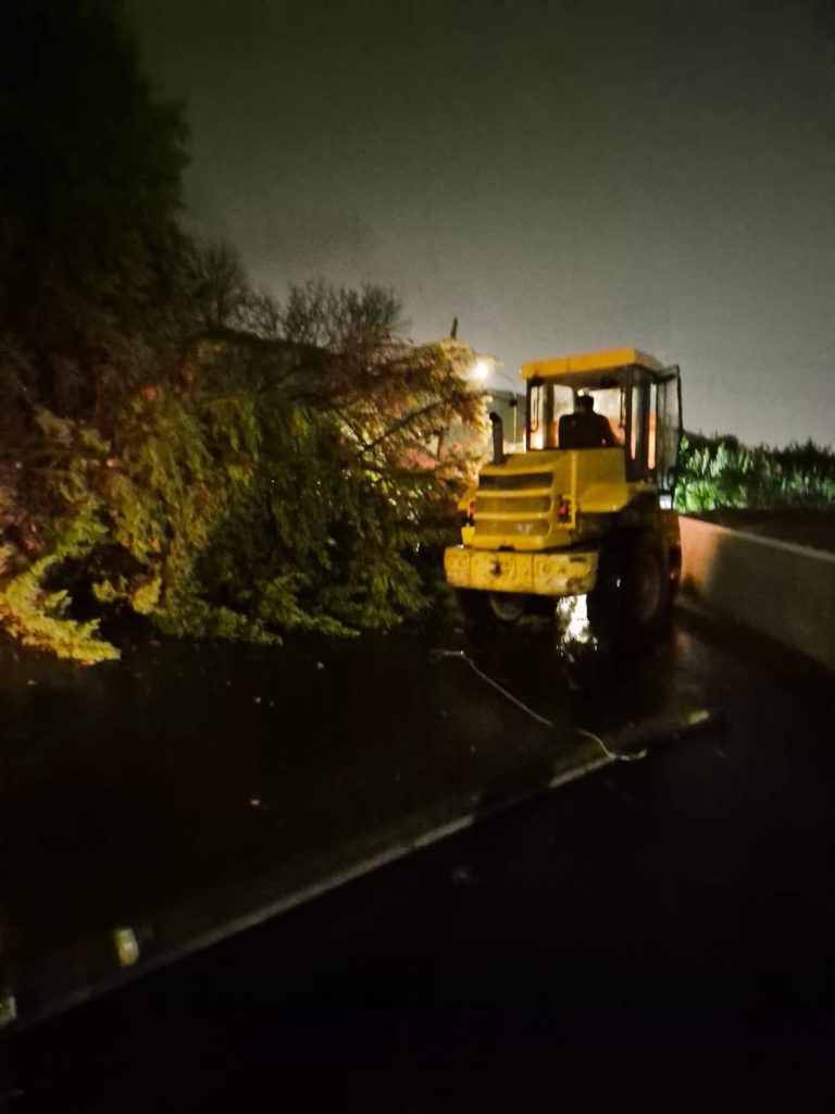 DOMICELLA. Paura in via Marini Boschetto: albero crolla sulla carreggiata, evitata la tragedia
