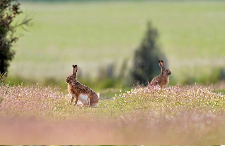 Parco del Partenio, in arrivo la Lepre Italica: parte il progetto di reintroduzione sui monti irpini
