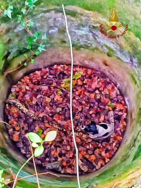 SERINO – I Vigili del Fuoco salvano un cane caduto in un pozzo