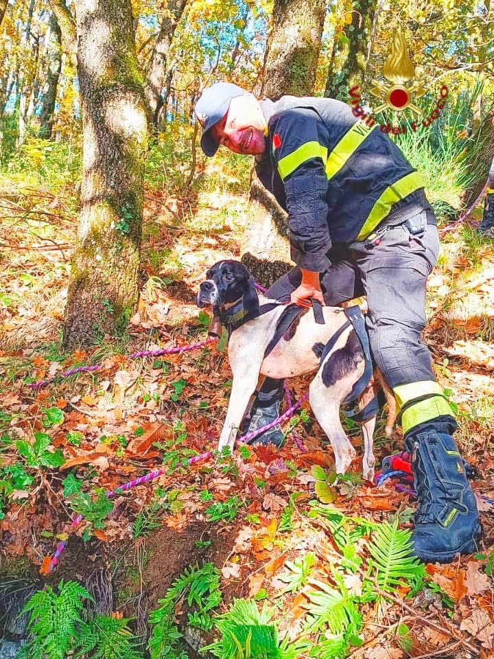 SERINO – I Vigili del Fuoco salvano un cane caduto in un pozzo