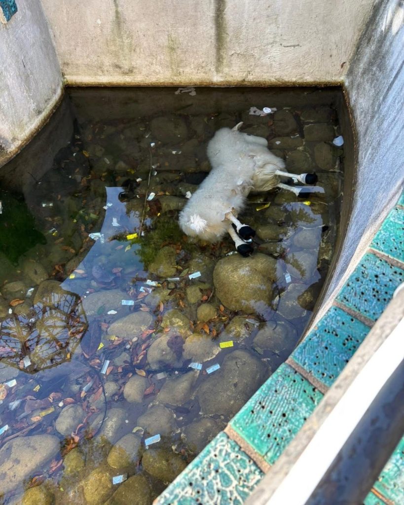 Baronissi, danneggiato il Presepe in Villa: la sindaca Petta condanna l’atto vandalico