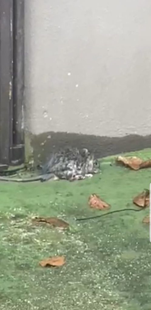 Avella, fogna aperta da quattro mesi in via Nazionale. Tra topi, degrado e pericoli: residenti esasperati(foto e video)