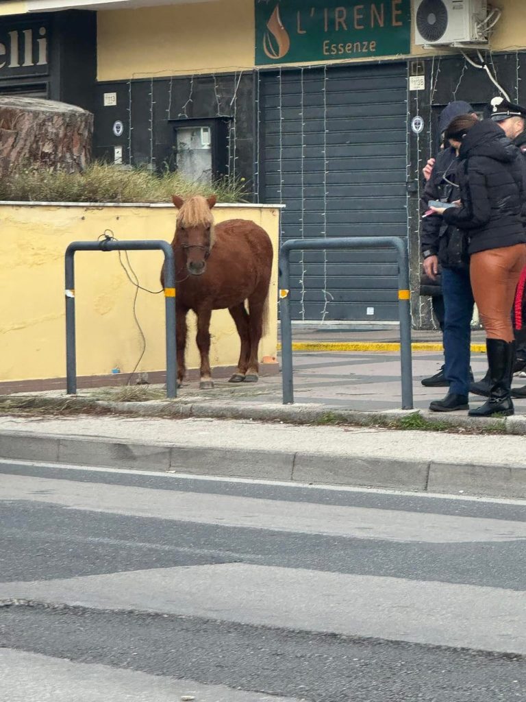 Giugliano, pony in fuga tra le auto: inseguimento lampo dei carabinieri. L’animale diventa una star del web Giugliano, pony in fuga tra le auto: inseguimento lampo dei carabinieri. L’animale diventa una star del web