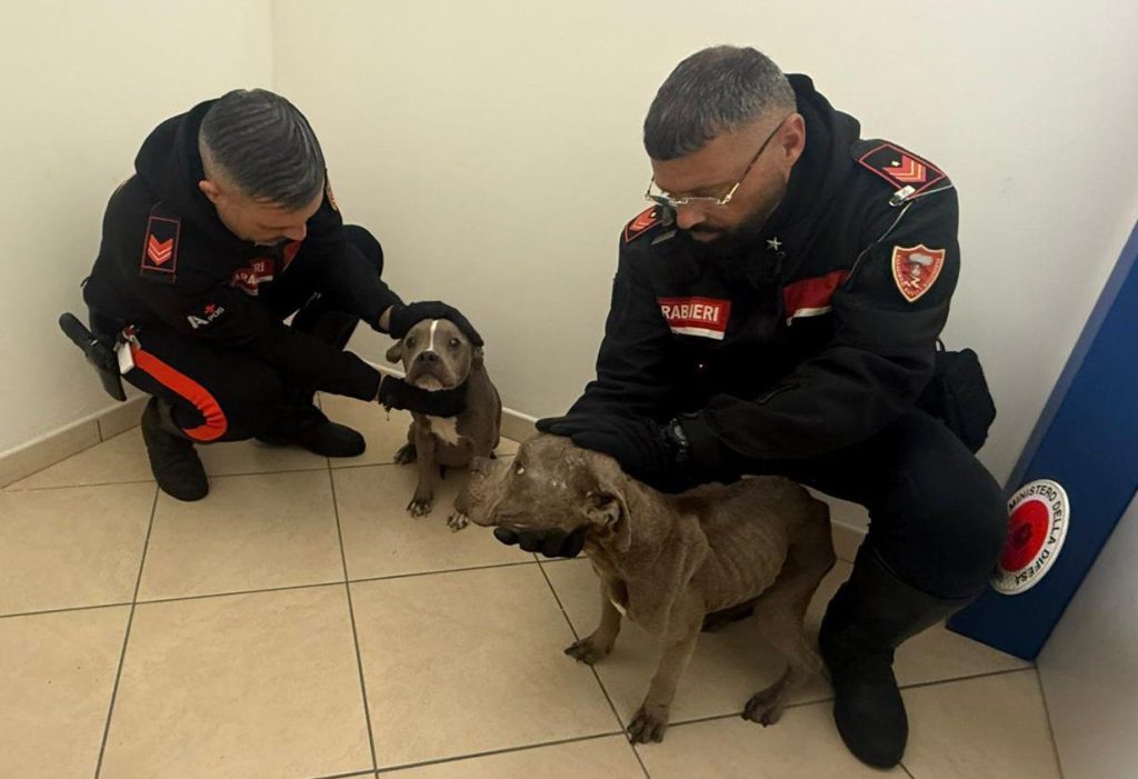 Nola, due Amstaff spariscono dal cortile: carabinieri li ritrovano su un furgone. Indagini su abbandono e maltrattamenti