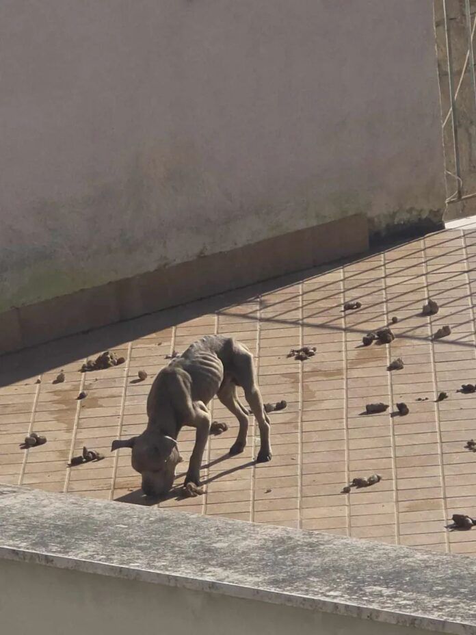 Nola, due Amstaff spariscono dal cortile: carabinieri li ritrovano su un furgone. Indagini su abbandono e maltrattamenti Nola, due Amstaff spariscono dal cortile: carabinieri li ritrovano su un furgone. Indagini su abbandono e maltrattamenti