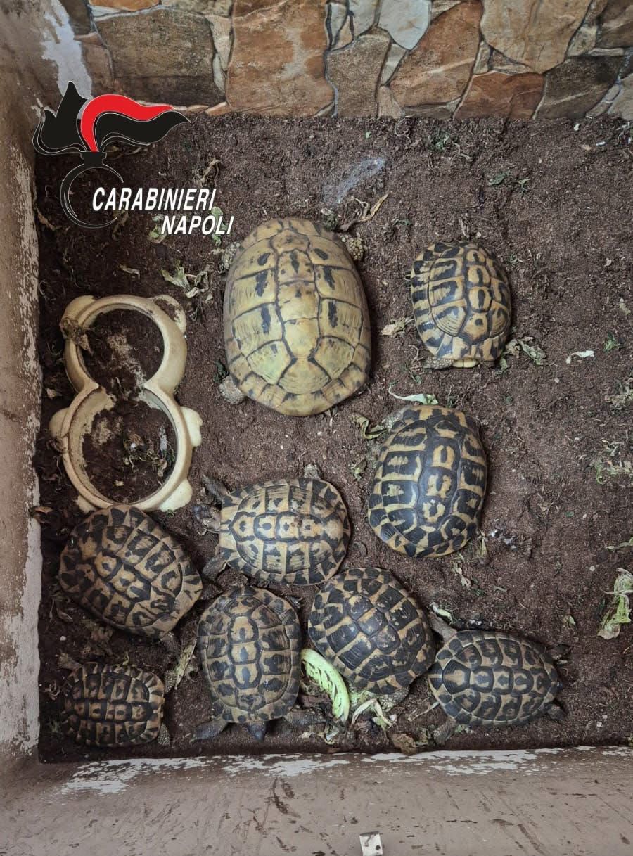 Ercolano, maxi sequestro tra droga e fauna protetta: donna arrestata, due denunciati