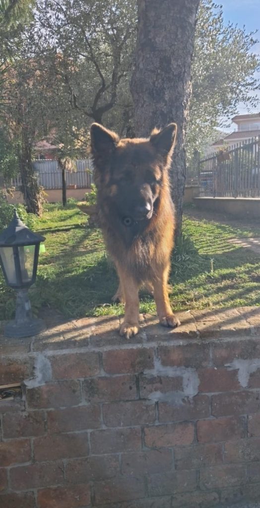 AVELLA. Ciro è tornato a casa. Il pastore tedesco di nuovo tra gli affetti dei suoi padroni