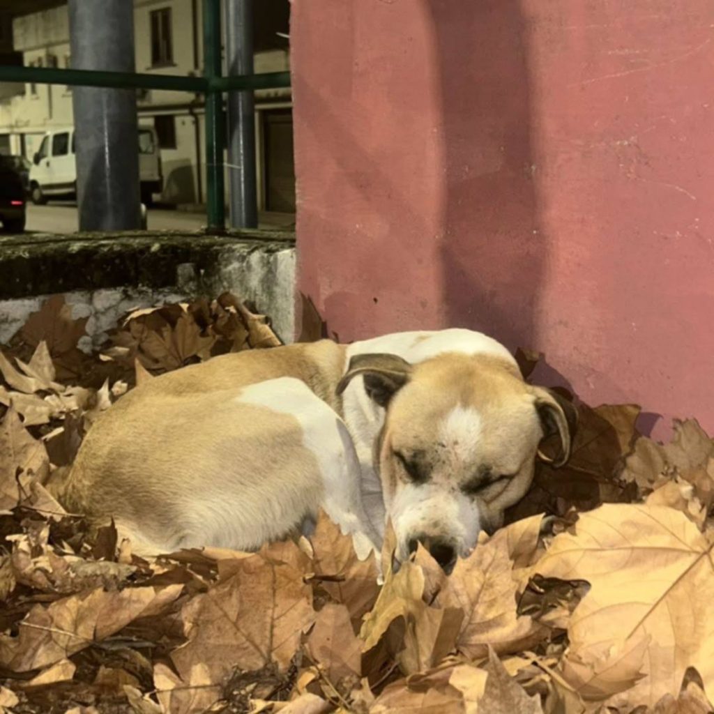 Sperone, un cane speciale in cerca di una vera famiglia Sperone, un cane speciale in cerca di una vera famiglia