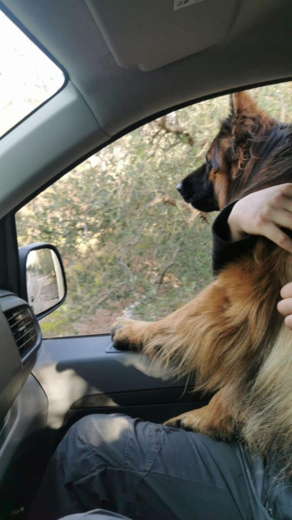 AVELLA. Ciro è tornato a casa. Il pastore tedesco di nuovo tra gli affetti dei suoi padroni