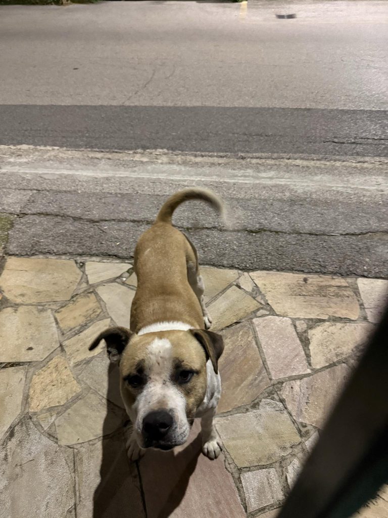 SOS 4 ZAMPE. Baiano, cane smarrito in via Giuseppe Lippiello: appello ai cittadini