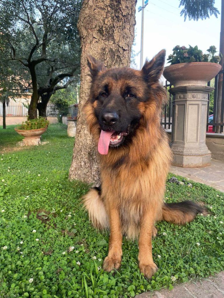 Avella, scomparso un pastore tedesco in zona Fusaro: appello dei proprietari