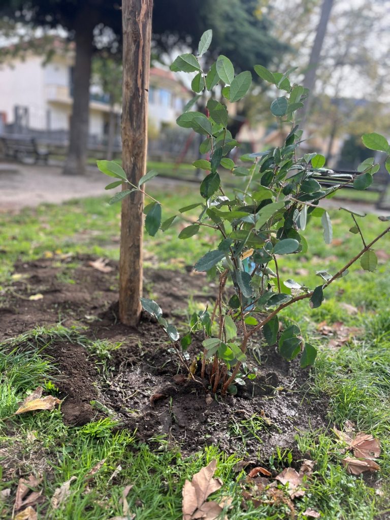 Sirignano celebra la Giornata dell’Albero: gli alunni della Manzoni protagonisti di un gesto che lascia radici nel futuro