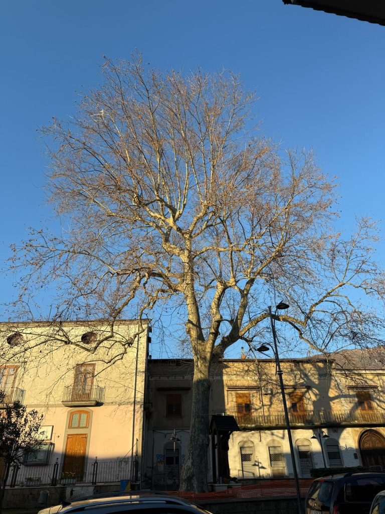 MUGNANO. Un nuovo Patriarca Verde: Il Platano di Piazza San Pio diventa Monumentale