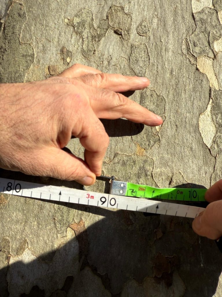 MUGNANO. Un nuovo Patriarca Verde: Il Platano di Piazza San Pio diventa Monumentale