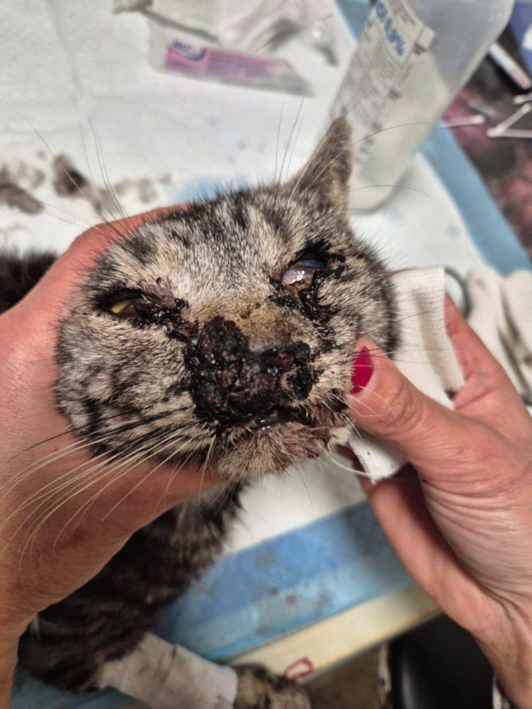 Gatto ferito e abbandonato a Mugnano del Cardinale: il pronto soccorso non risponde, lo salva l’ENPA