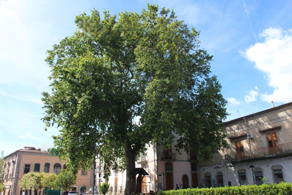 MUGNANO. Un nuovo Patriarca Verde: Il Platano di Piazza San Pio diventa Monumentale