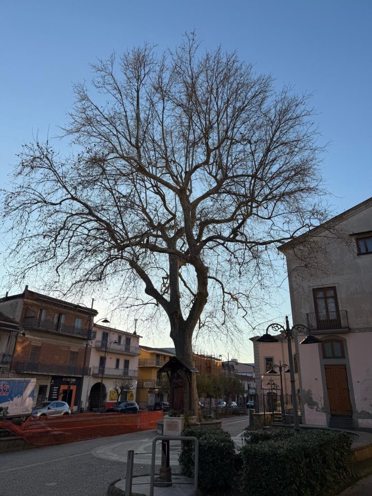 MUGNANO. Un nuovo Patriarca Verde: Il Platano di Piazza San Pio diventa Monumentale