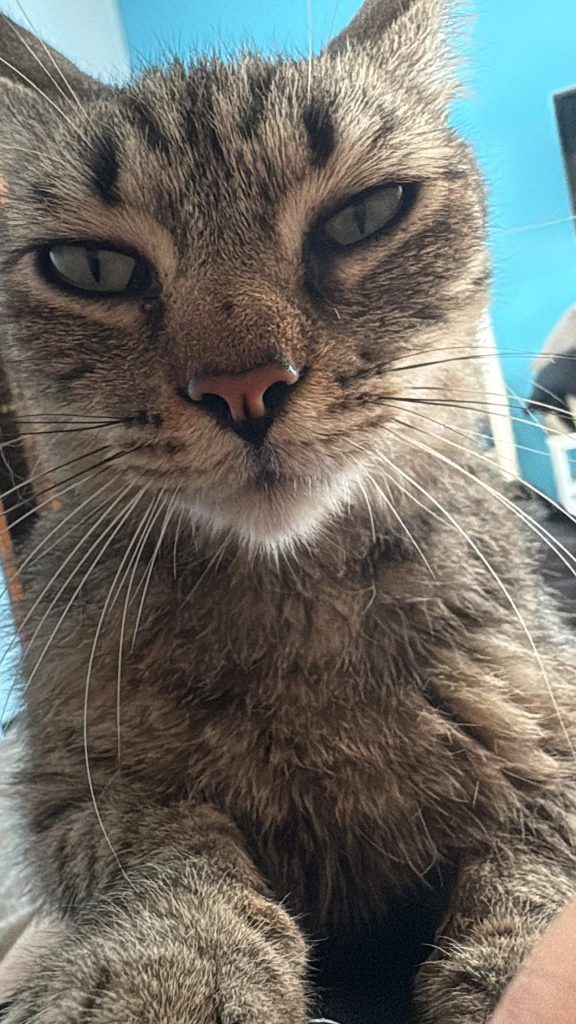 SOS 4 ZAMPE. Avella, smarrito il gatto Leo: appello dei proprietari per ritrovarlo