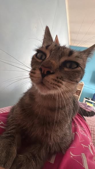 SOS 4 ZAMPE. Avella, smarrito il gatto Leo: appello dei proprietari per ritrovarlo