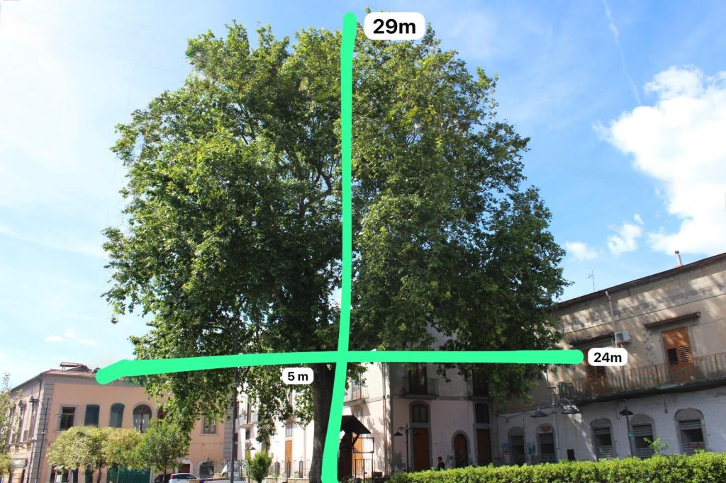 MUGNANO. Un nuovo Patriarca Verde: Il Platano di Piazza San Pio diventa Monumentale