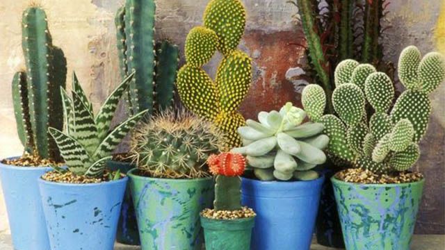 Piante grasse in casa: un aiuto naturale contro freddo e umidità