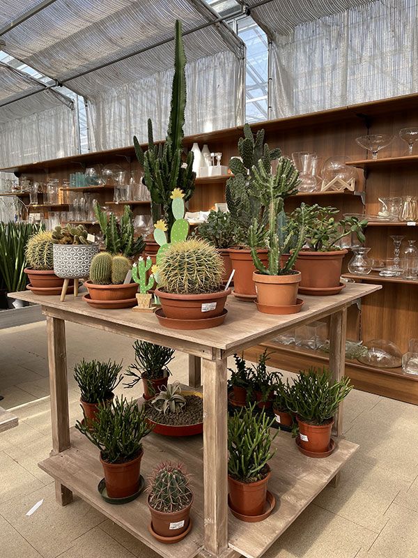 Piante grasse in casa: un aiuto naturale contro freddo e umidità