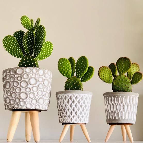 Piante grasse in casa: un aiuto naturale contro freddo e umidità