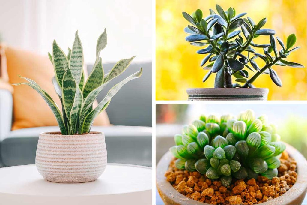Piante grasse in casa: un aiuto naturale contro freddo e umidità