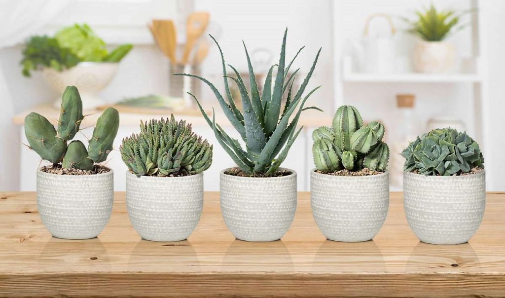 Piante grasse in casa: un aiuto naturale contro freddo e umidità