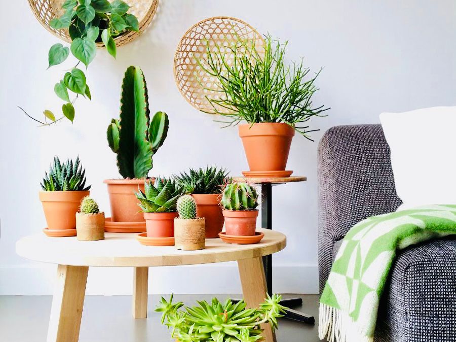 Piante grasse in casa: un aiuto naturale contro freddo e umidità